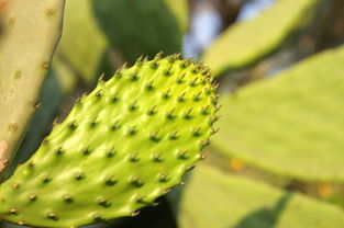 綠色饋贈(zèng) 從仙人掌刺梨到植物的多元應(yīng)用